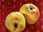 paisley pears - 20x40 - oil - $1,400